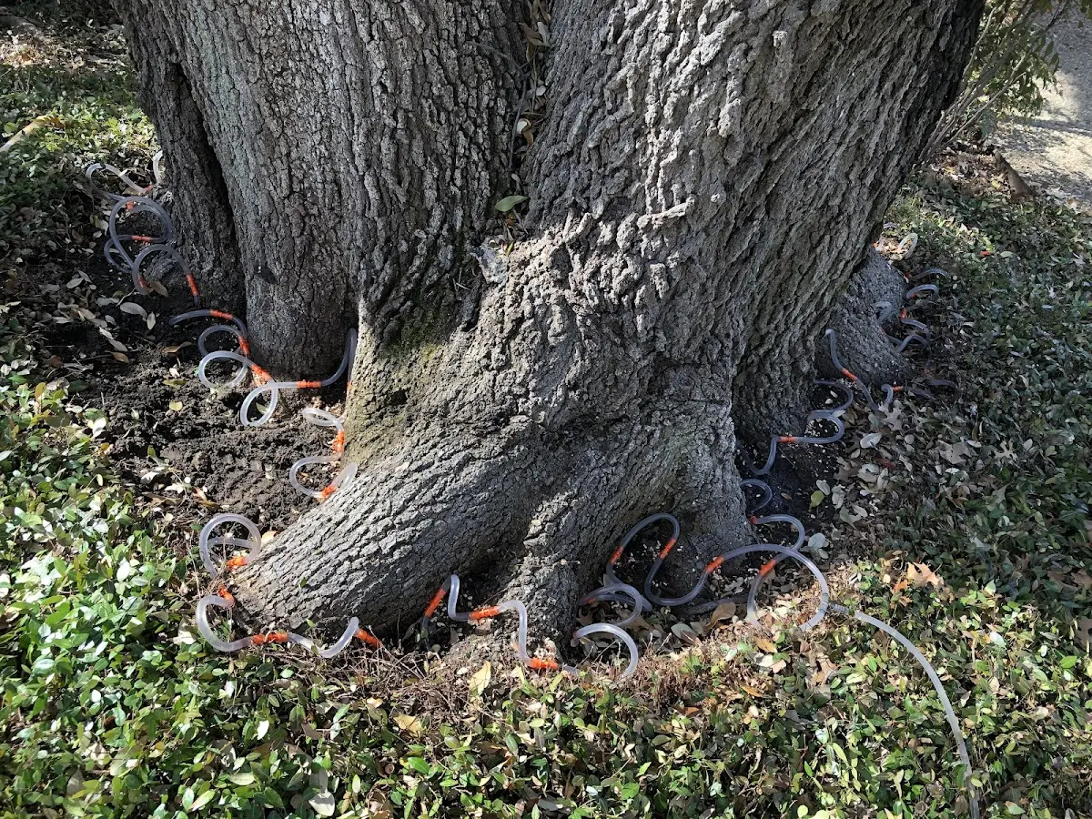 Detailed Tree Cabling and Bracing job site in Portage